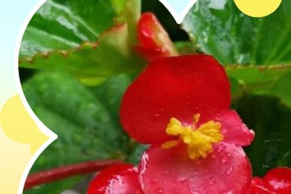 海棠花风水_家里养海棠花好吗 海棠花风水_家里养海棠花好吗