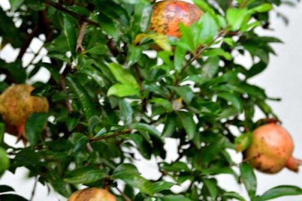 十大凶树十大吉树都是哪些风水树? 十大凶树十大吉树都是哪些风水树?