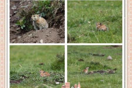 兔鼠今年结婚吉日 属兔鼠年结婚好不好？