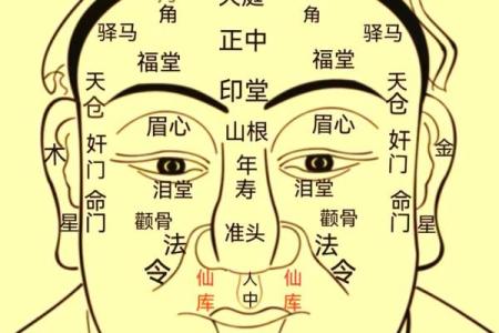 面相算命入门：三停，什么是三停？