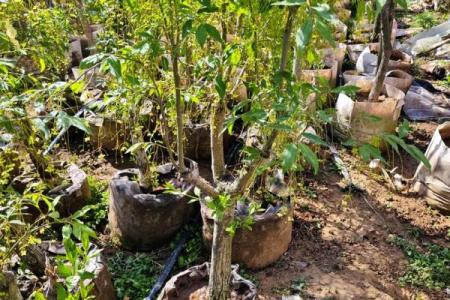 十大凶树十大吉树都是哪些风水树？