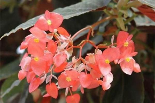 海棠花的风水_龙翅海棠开花寓意 海棠花的风水_龙翅海棠开花寓意