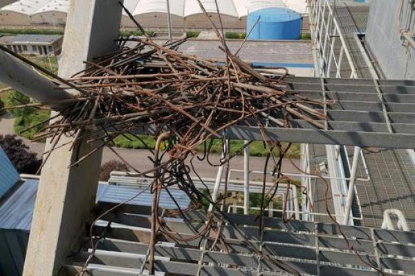 窗户筑巢风水禁忌