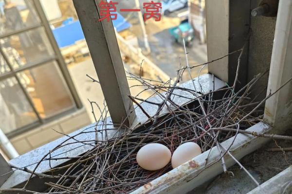 窗户筑巢风水禁忌