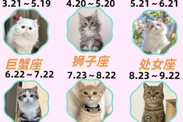 星座最适合什么猫类