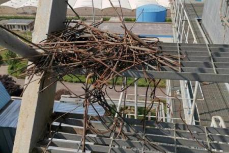 窗户筑巢风水禁忌