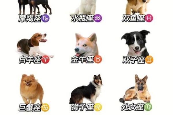 哪个星座最喜欢养动物的 哪个星座最喜欢养动物的