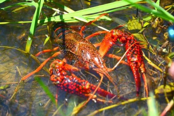 风水招财_养虾招财么 风水招财_养虾招财么
