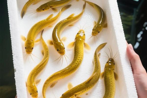 养泥鳅风水攻略