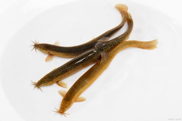 养泥鳅风水攻略