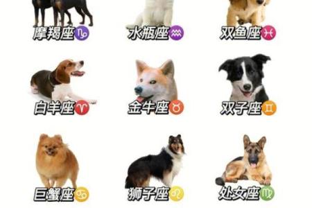 哪个星座最喜欢养动物的