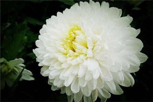 风水梦见放烟火不响有哪些解读 风水梦见放烟火不响有哪些解读