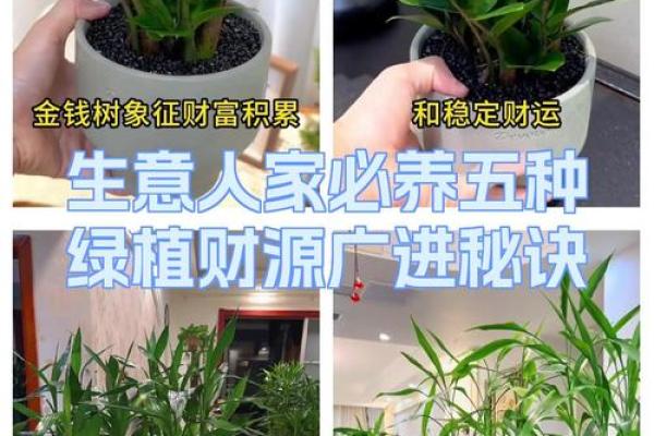 如何来布置财源广进的商业风水 如何来布置财源广进的商业风水