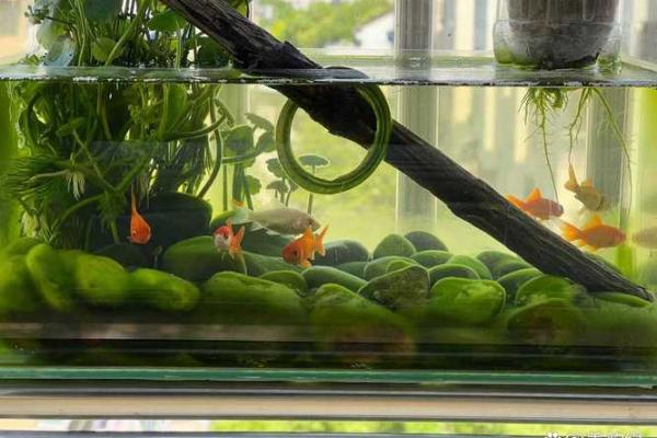 养鱼风水讲究需要注意哪些方面呢 养鱼风水讲究需要注意哪些方面呢