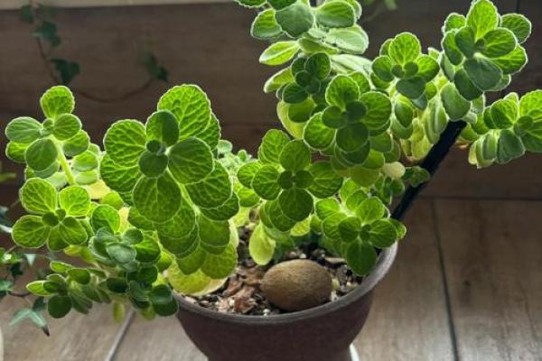 十二星座合适养什么绿植 十二星座合适养什么绿植