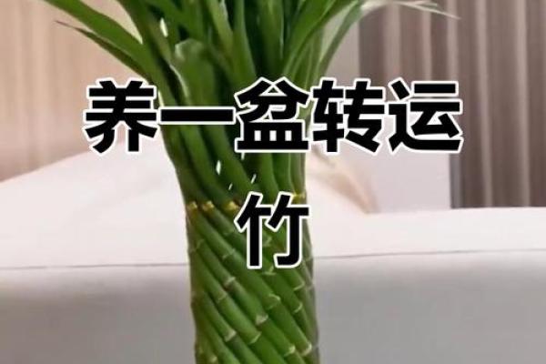 风水转运_鸿运竹养几根才更好 风水转运_鸿运竹养几根才更好