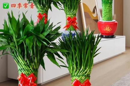 风水转运_鸿运竹养几根才更好