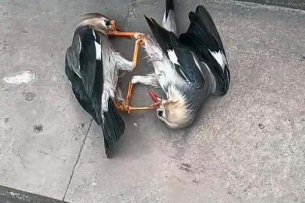 搞笑小鸟算命视频 搞笑小鸟算命视频