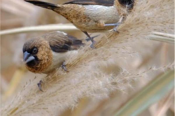 搞笑小鸟算命视频 搞笑小鸟算命视频