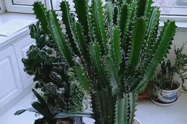 必须知道的风水植物优点有哪些? 必须知道的风水植物优点有哪些?