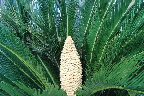 风水上铁树开花的意思 风水上铁树开花的意思