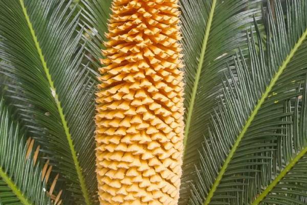 风水上铁树开花的意思 风水上铁树开花的意思