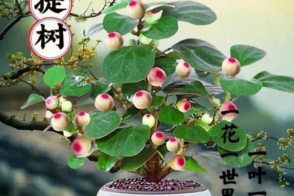 菩提树与家的风水 菩提树与家的风水