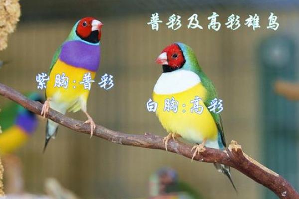 七彩文鸟风水 七彩文鸟风水