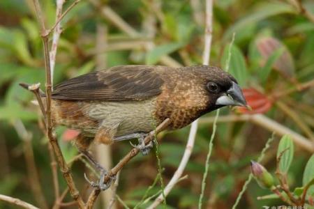 鸟儿算命图片大全