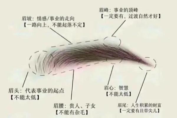 风水角度：柳叶眉女生的面相解释