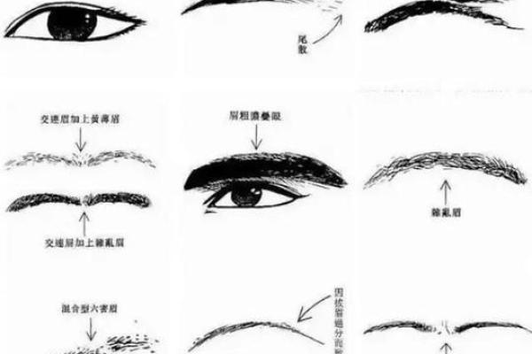 风水角度：柳叶眉女生的面相解释