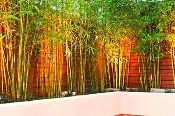 房子旁边竹子风水