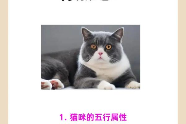 养宠物也是要讲究风水的 养宠物也是要讲究风水的