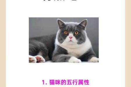 养宠物也是要讲究风水的