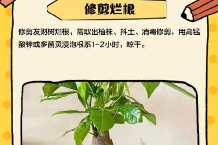 农村风水树有哪些禁忌及注意事项