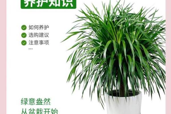 龙血树的寓意与风水作用 龙血树的寓意与风水作用