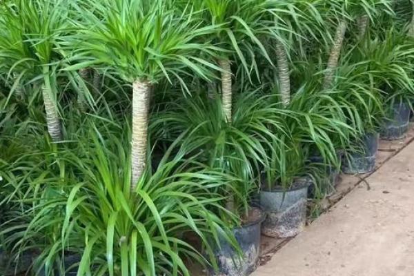 龙血树的寓意与风水作用 龙血树的寓意与风水作用