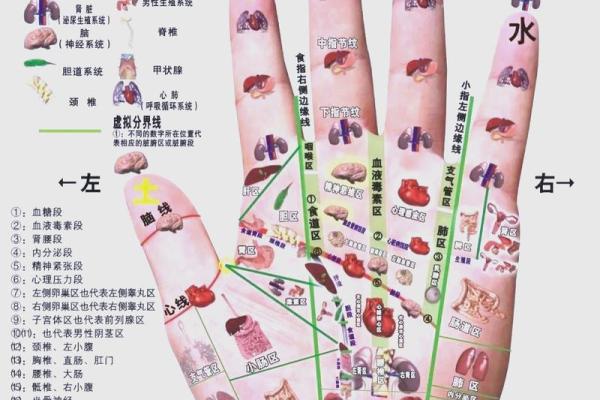 看手相算命：第五课 论健康