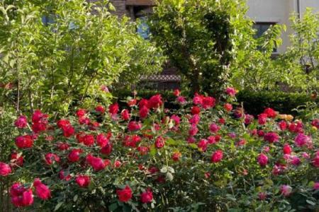 种满月季的房子风水好吗