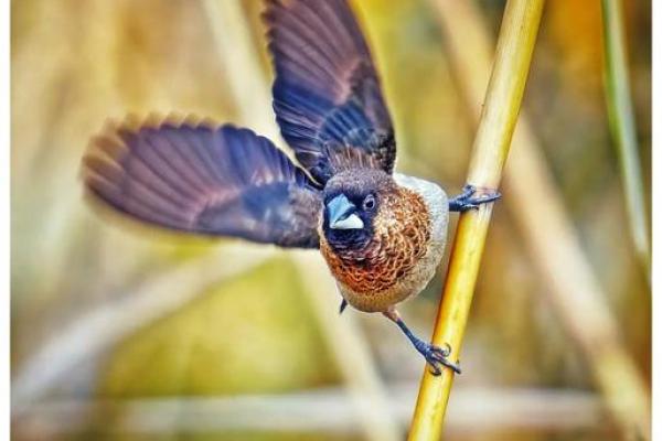 鸟拉屎在身上算命