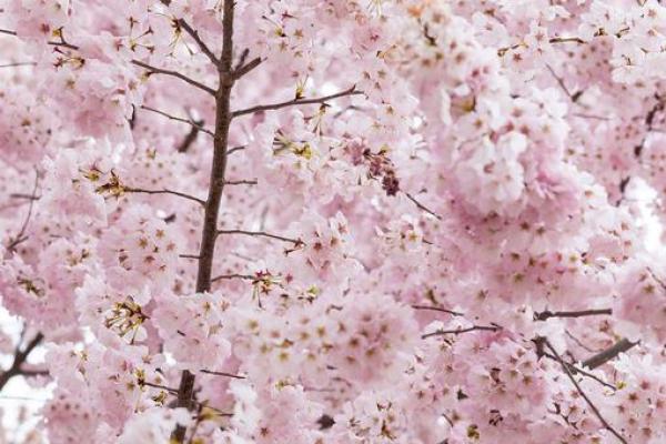 樱花与风水的魅力 樱花与风水的魅力