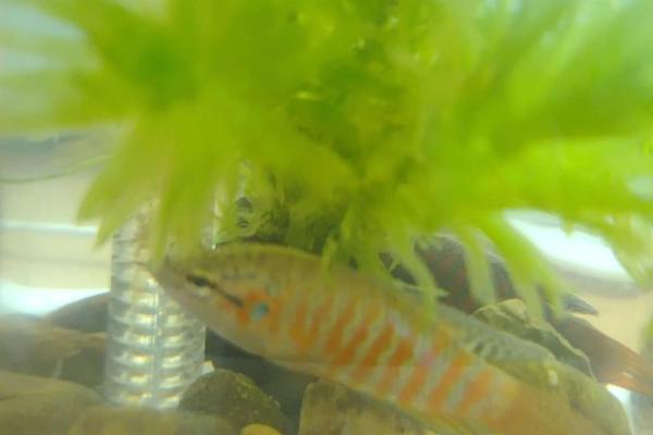 风水角度鱼从鱼缸里跳出来有什么寓意预兆 风水角度鱼从鱼缸里跳出来有什么寓意预兆