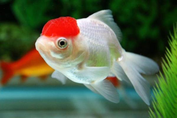 养风水鱼有什么讲究? 养风水鱼有什么讲究?