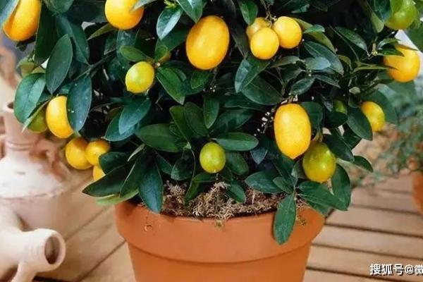 风水死人上供忌讳摆放什么水果 风水死人上供忌讳摆放什么水果