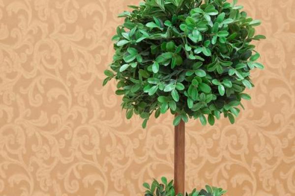 最好的风水树有哪些是什么树 最好的风水树有哪些是什么树