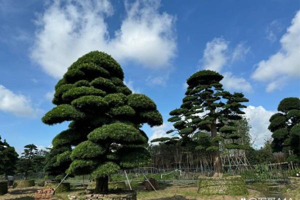 最好的风水树有哪些是什么树 最好的风水树有哪些是什么树
