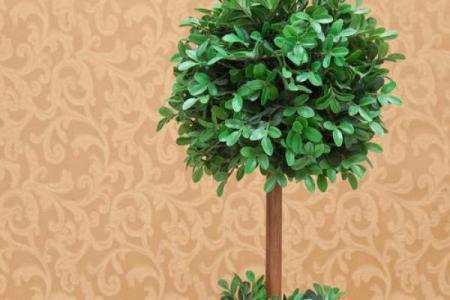 最好的风水树有哪些是什么树