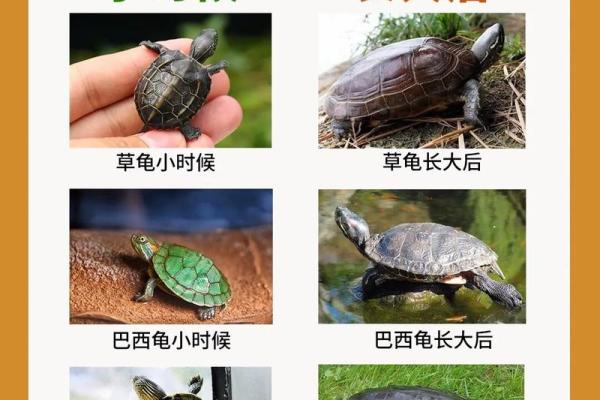 乌龟一般养几只吉利养龟风水养单数还是双数好 乌龟一般养几只吉利养龟风水养单数还是双数好