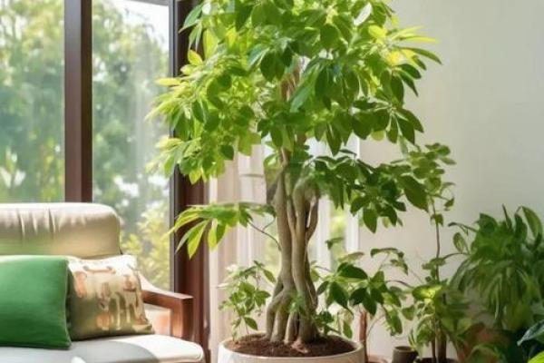 屋宅风水树 屋宅风水树