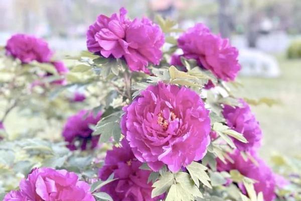 风水什么花能带来好运气吸引财富 风水什么花能带来好运气吸引财富